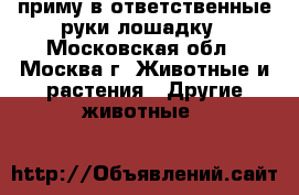 приму в ответственные руки лошадку - Московская обл., Москва г. Животные и растения » Другие животные   